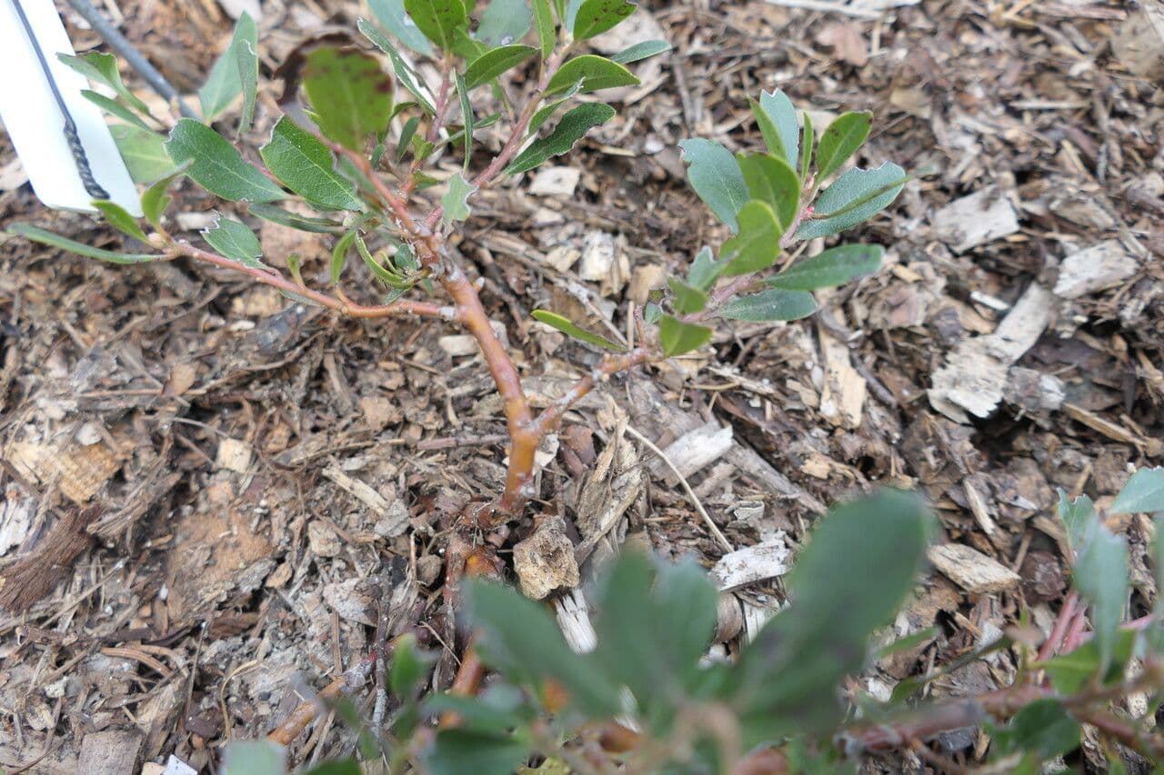 Manzanita 3