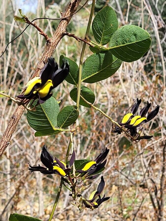 Kennedia nera 3