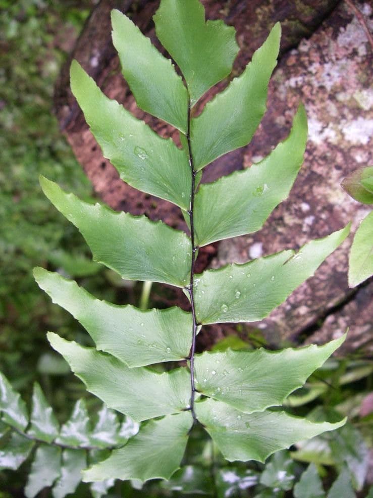 Adiantum 4