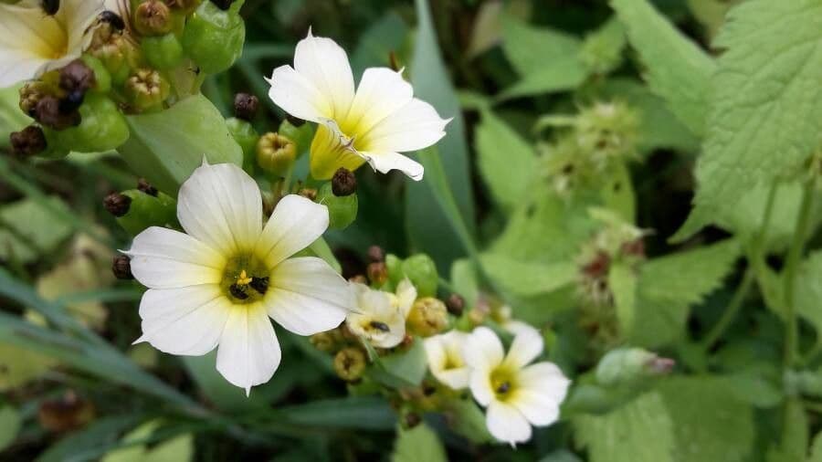 Sisyrinchium striato 5