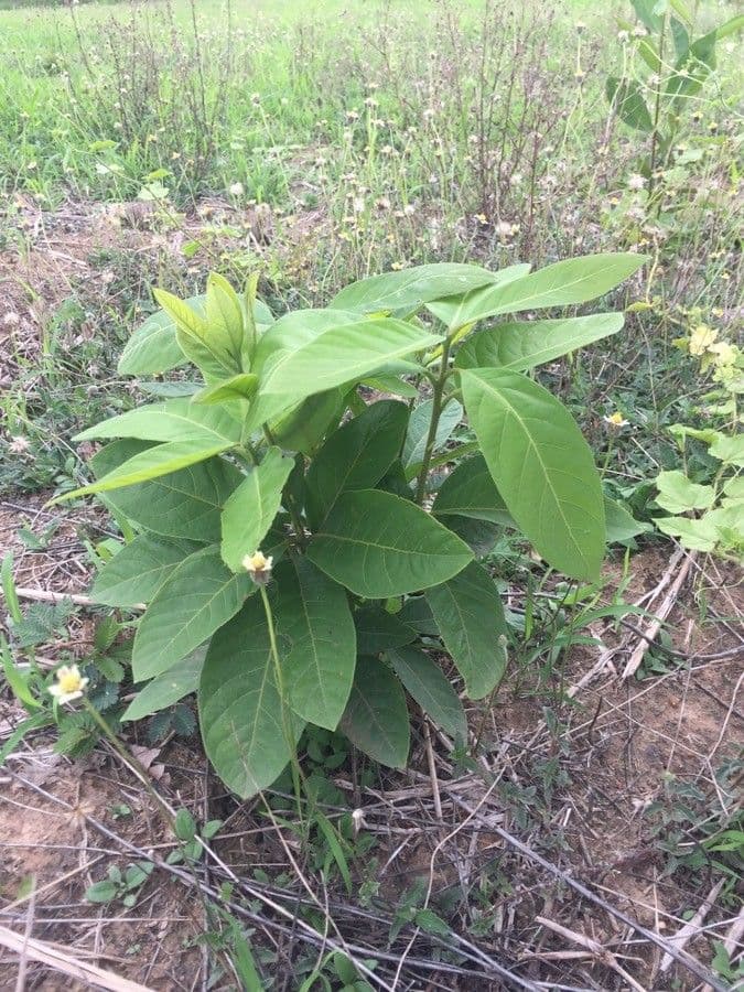 Croton