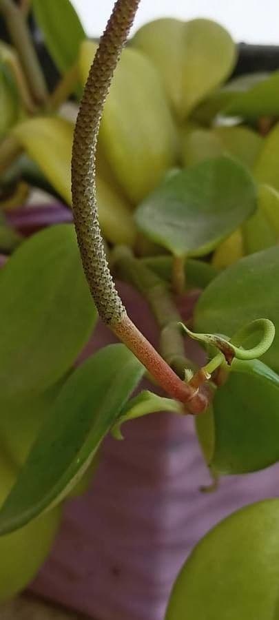 Anredera 4