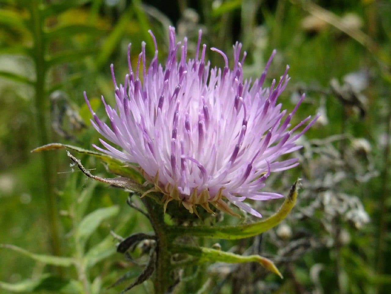 Klasea radiata 4