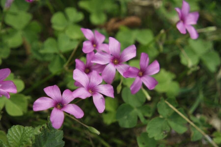 Acetosa debilis 3