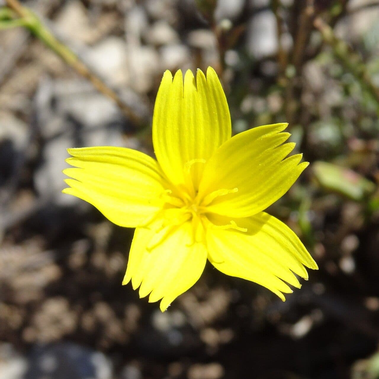 Lattuga viminea 9