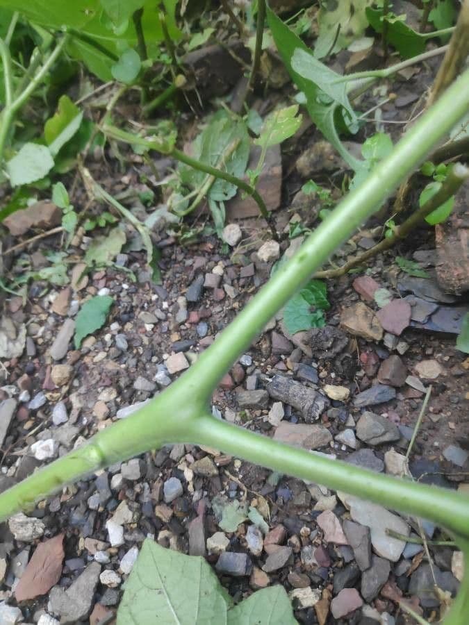 Solanum 22