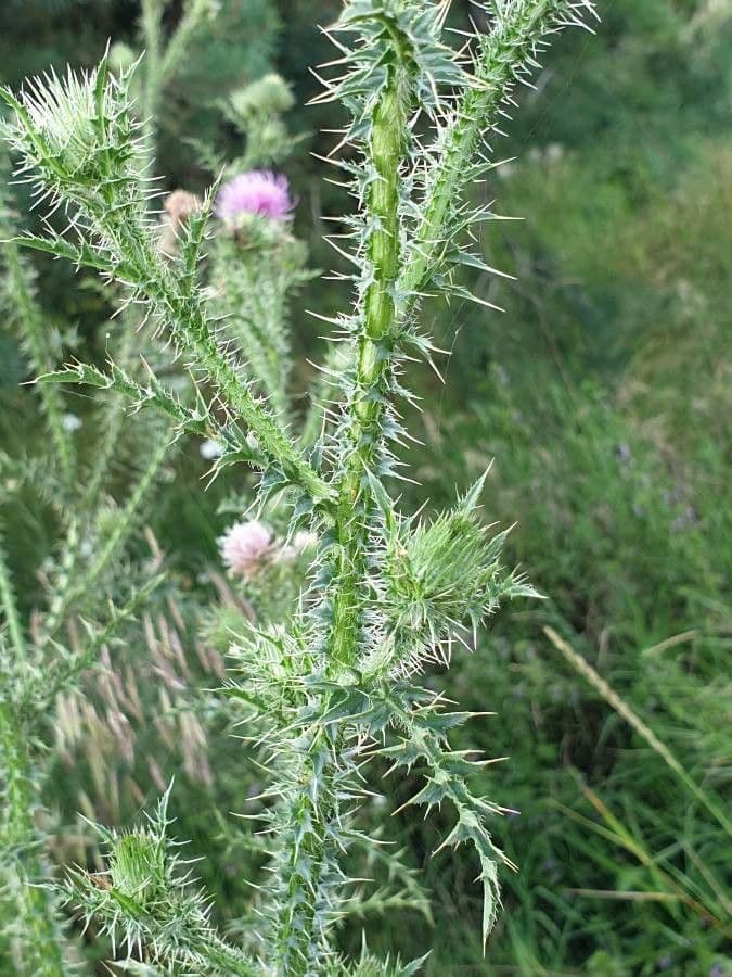 Weg-Distel 23