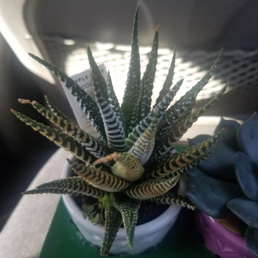 Pianta zebra 10