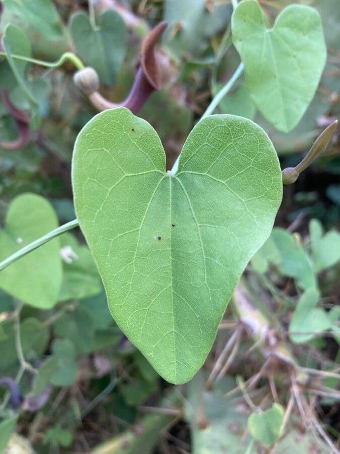 Spanische Osterluzei 18