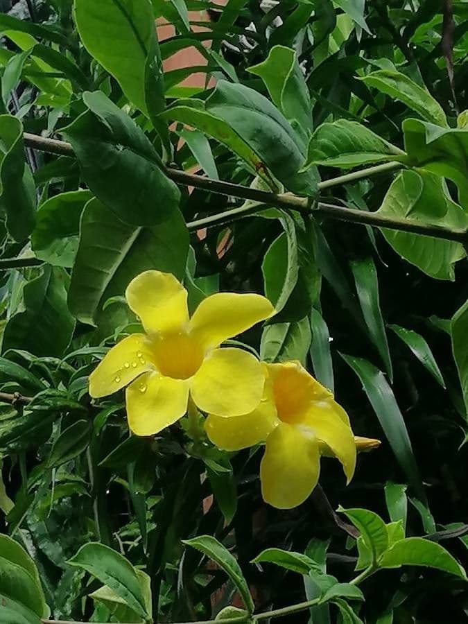 Busch-Allamanda 7
