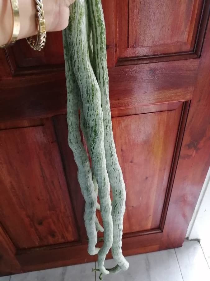 Zucca annuale