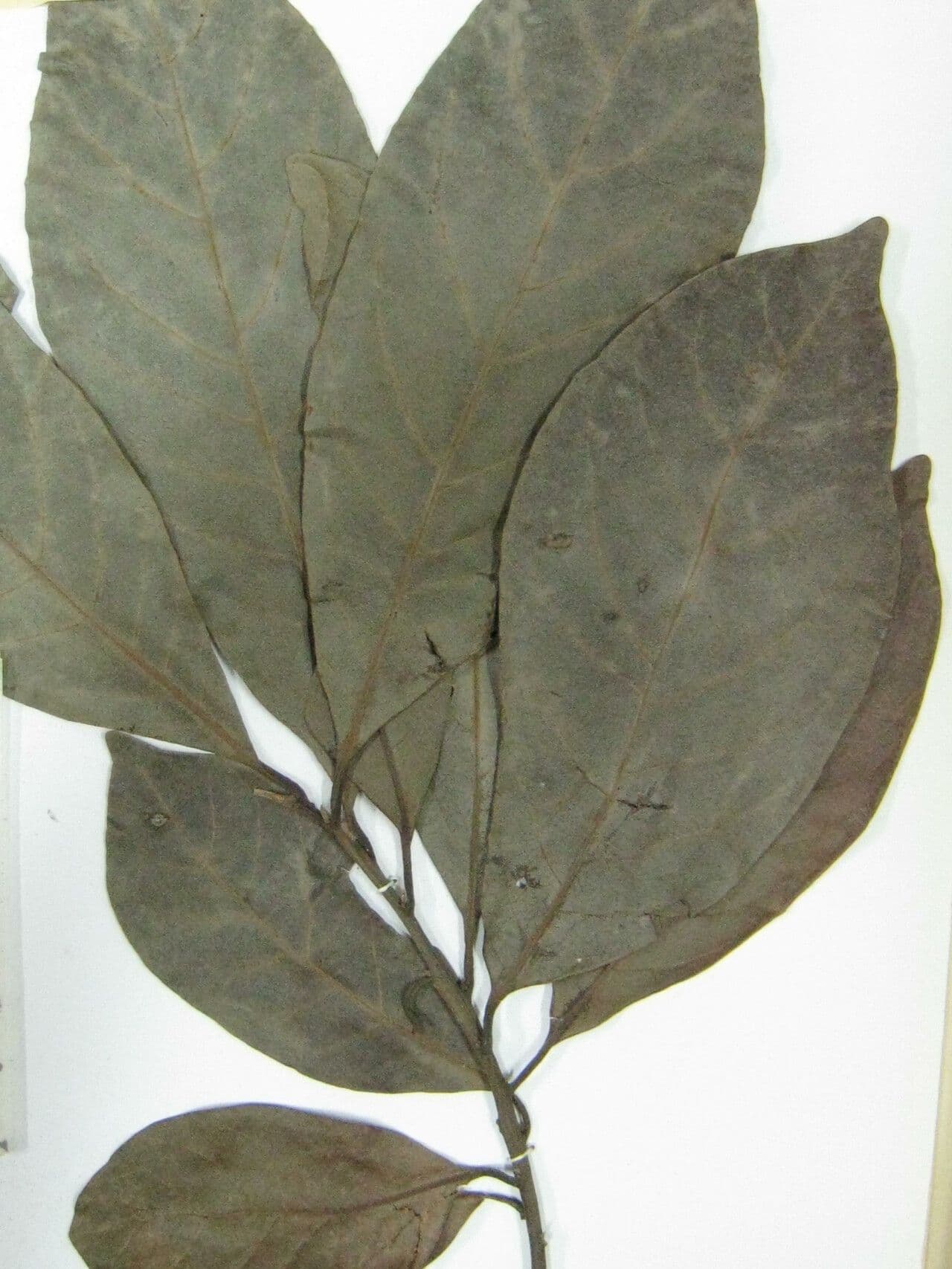 Laurel espada 22