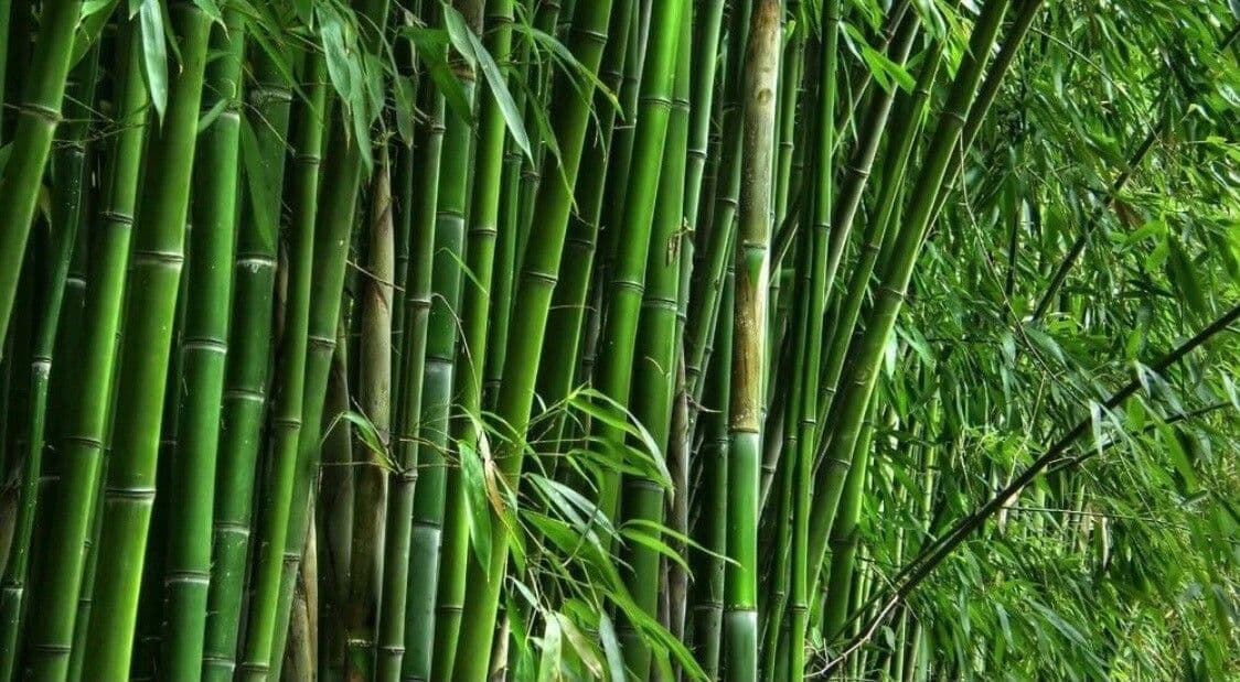 Bambù 12