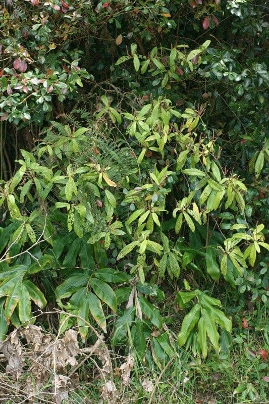 Acalypha 7