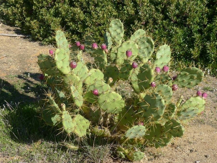 Erect prickly-pear 5