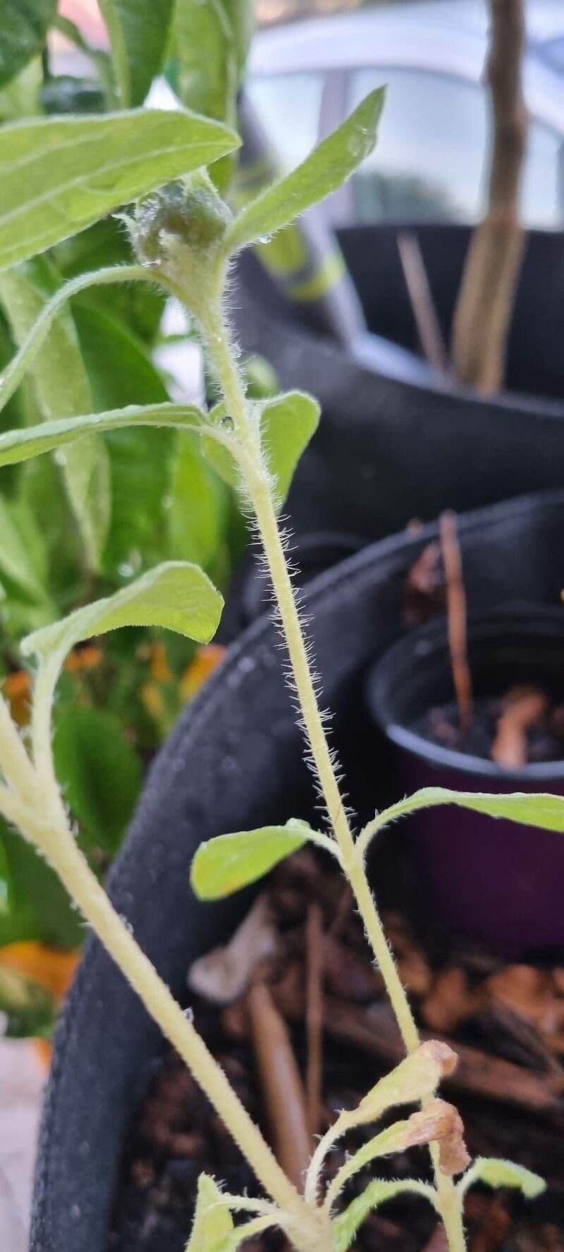 Sanvitalia prostrata 21