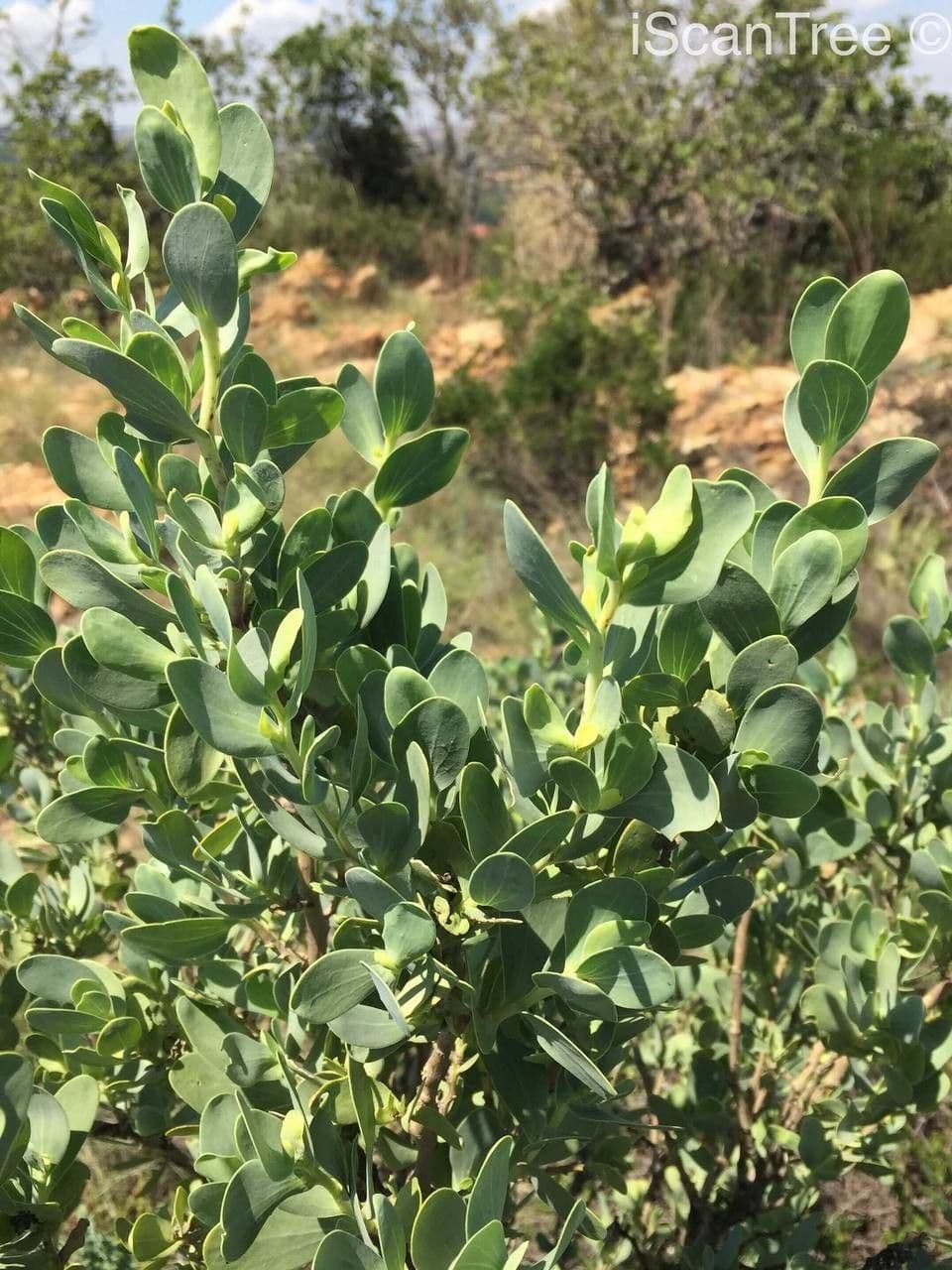 Lopholaena 8