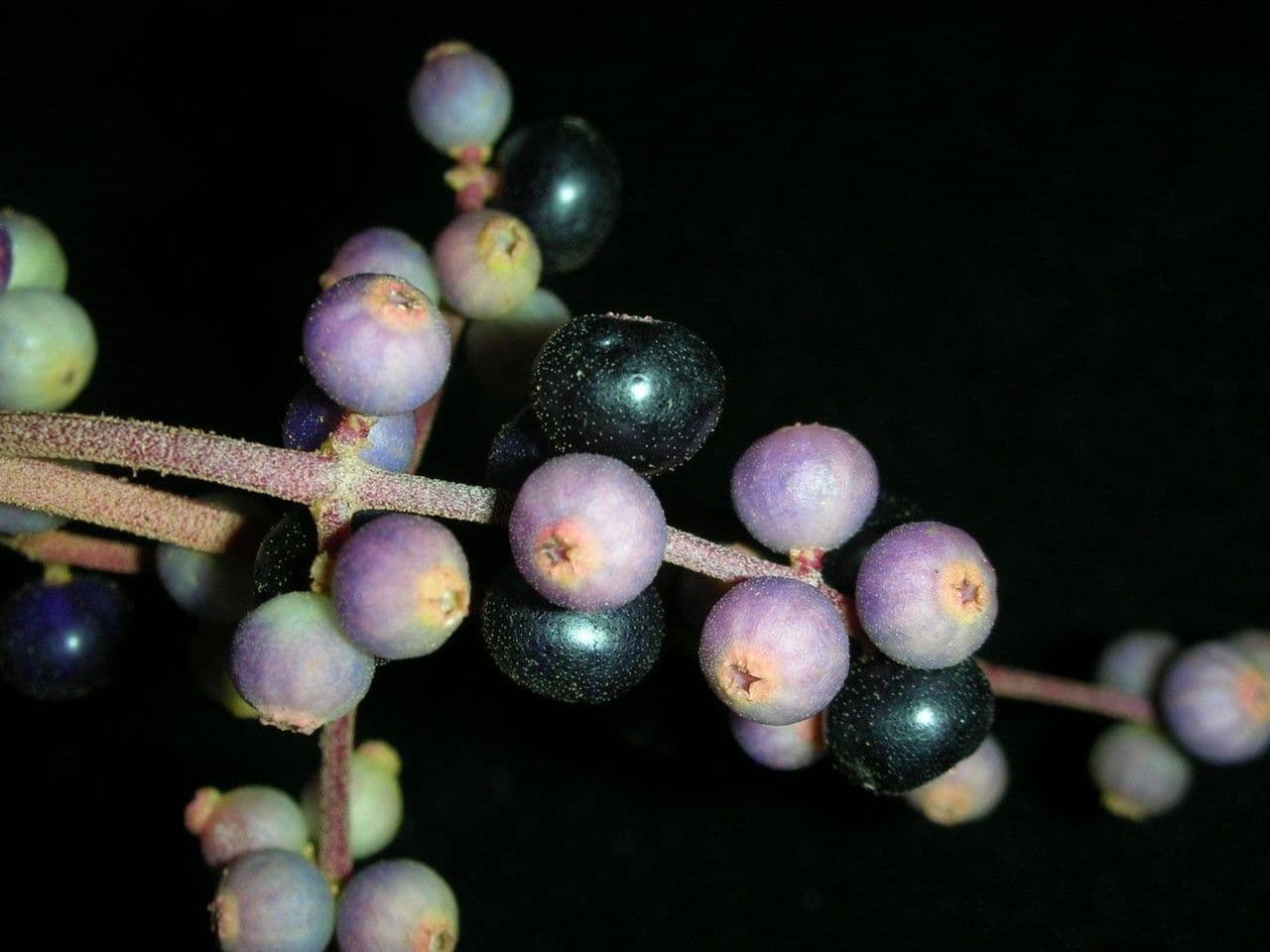 Miconia prasina 4