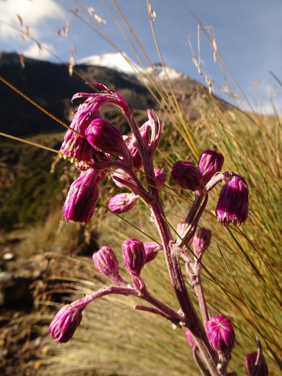 Senecio rosato