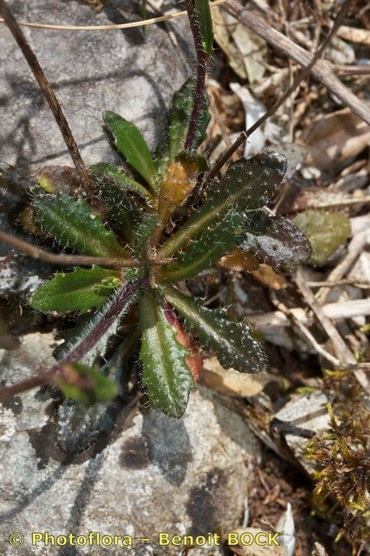 Arabis scabra 19