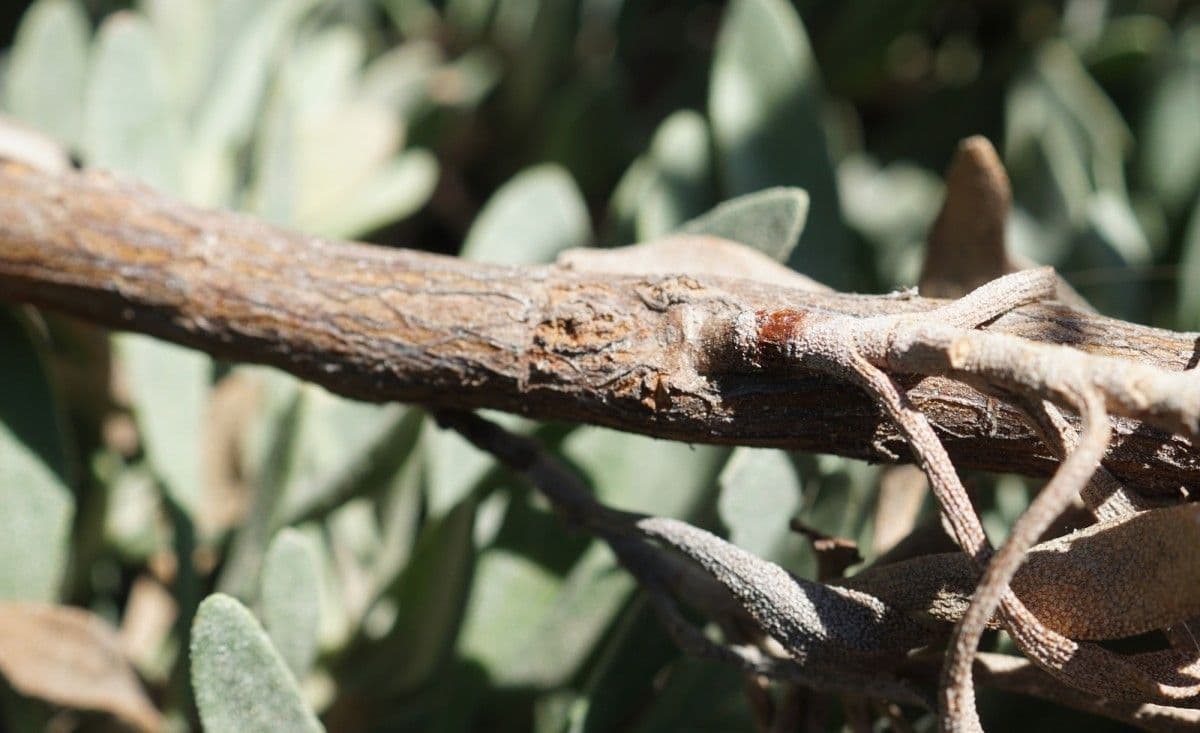Limoniastrum monopetalum 24