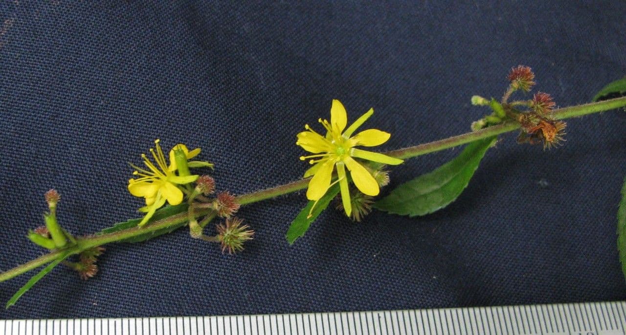 Triumfetta bogotensis 4