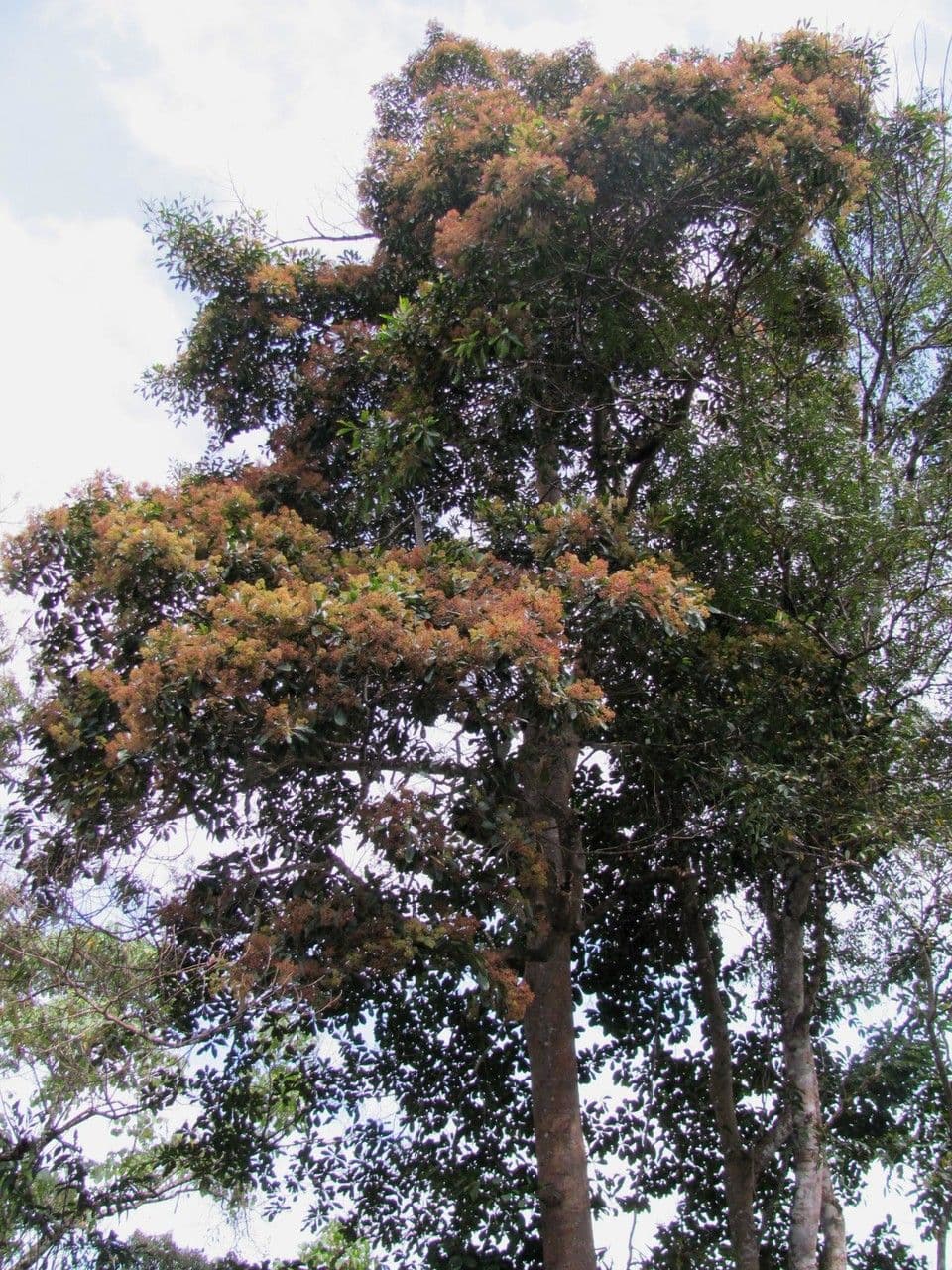 Ocotea insulare 7