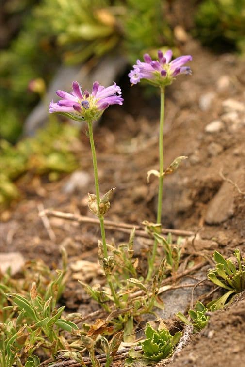 Penstemon 10
