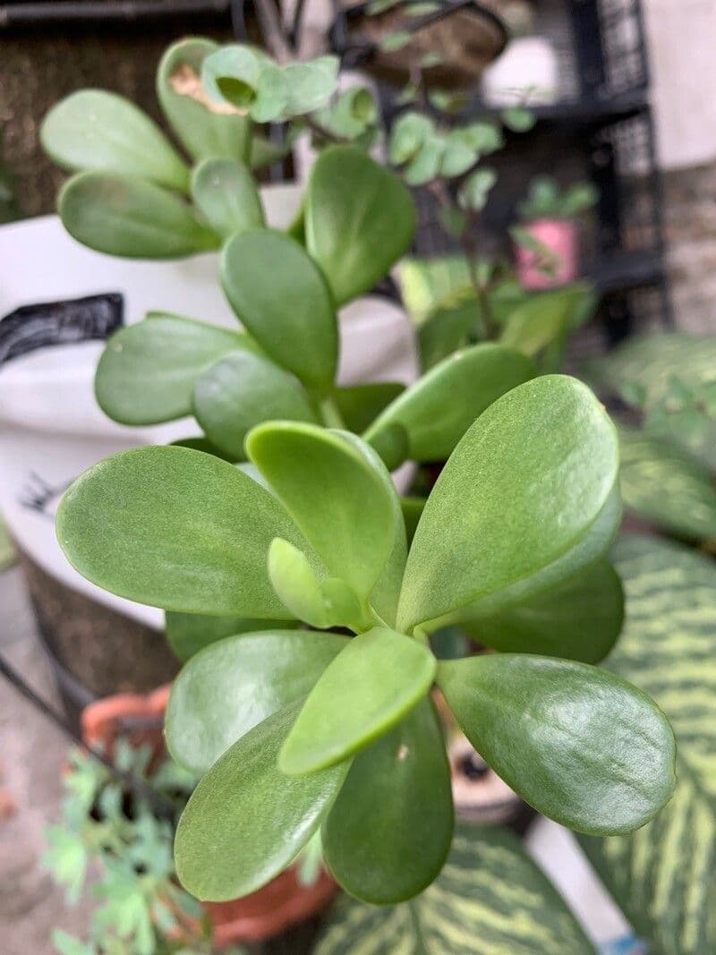 Kleinia 6