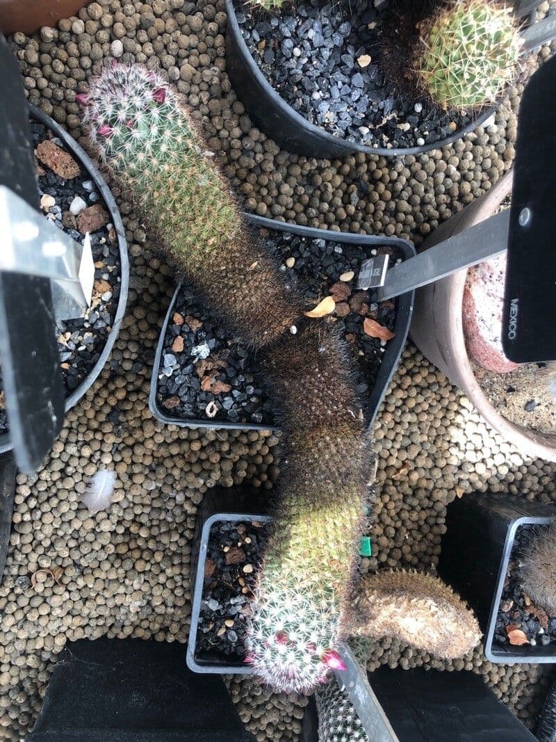Mammillaria 2