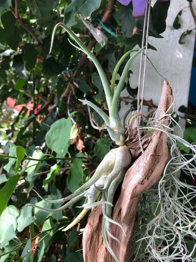 Tillandsia pancia 12