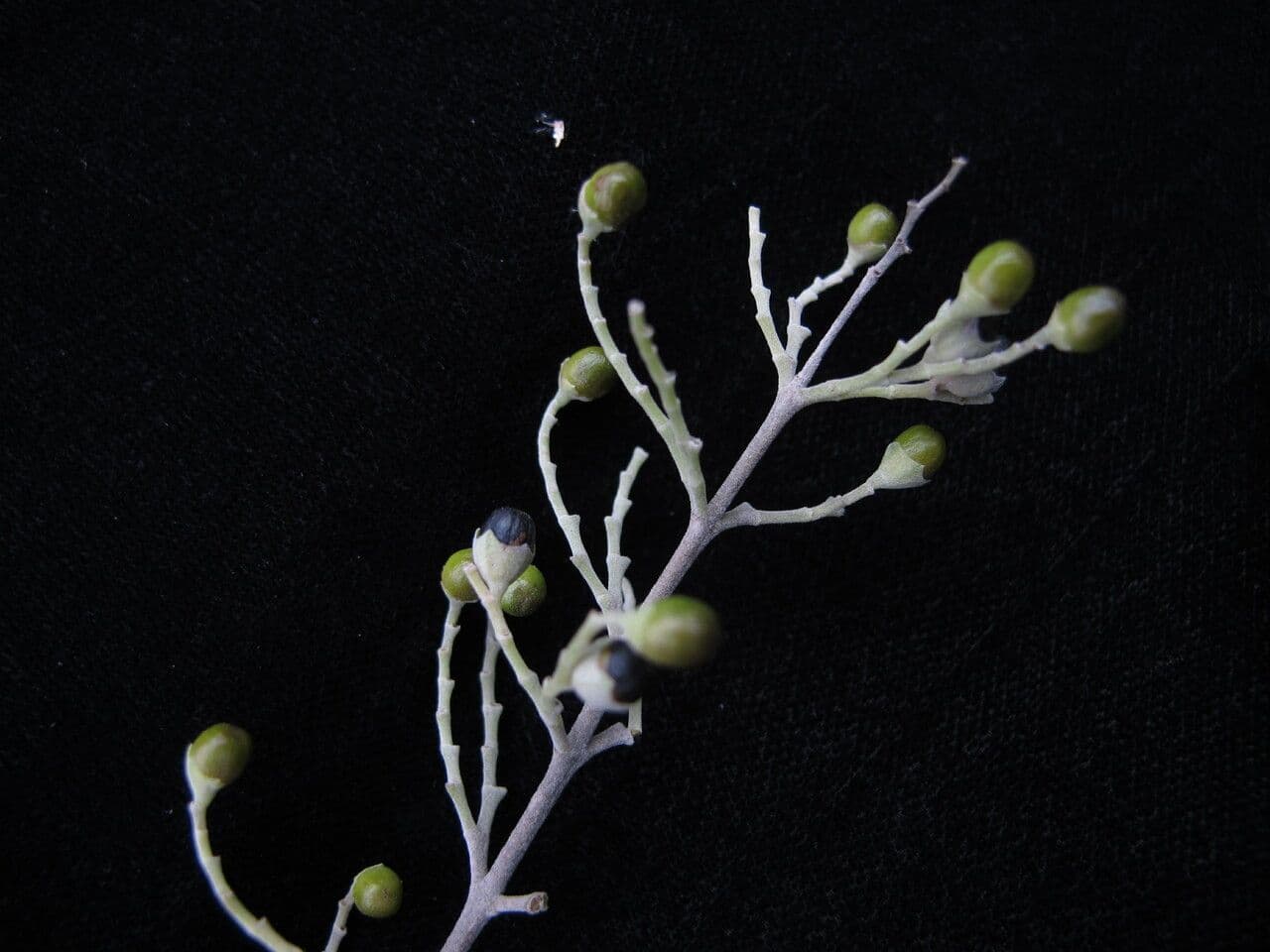 Vitex 10