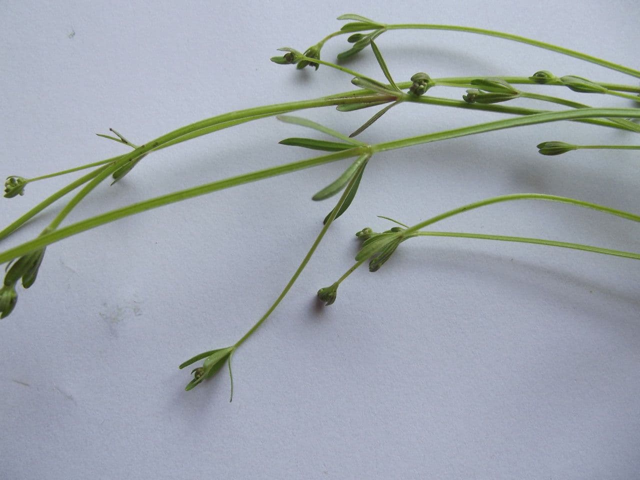 Caglio palustre 30