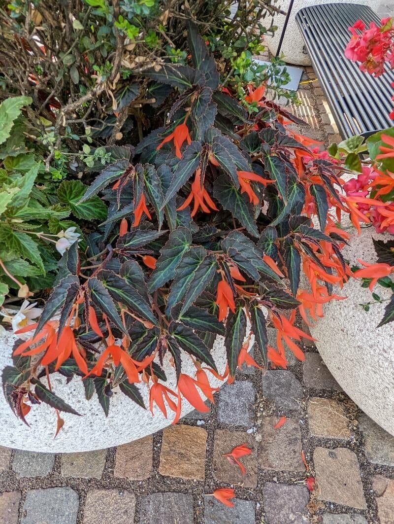 Begonia boliviana 11
