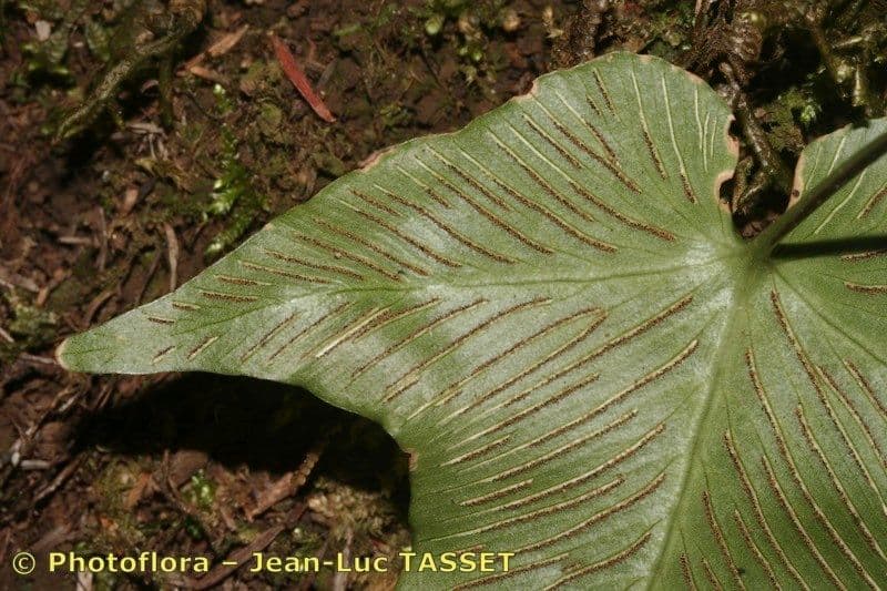 Asplenium hemionitis 2