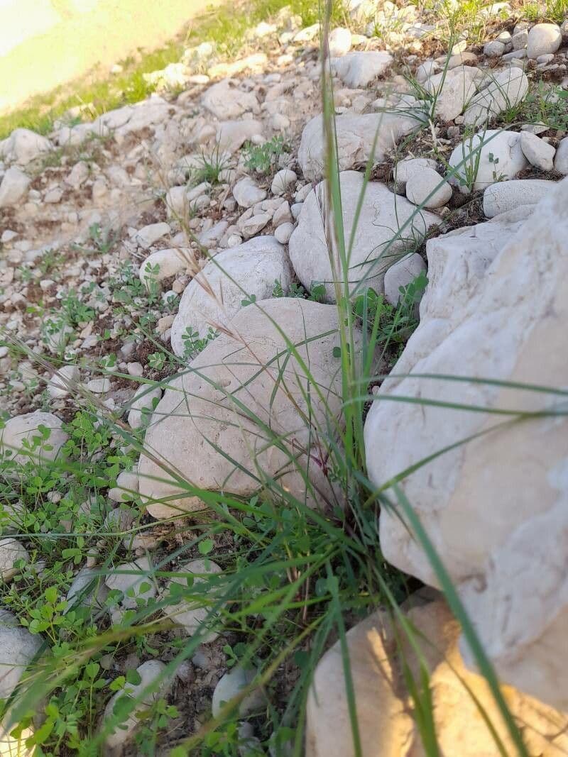 Aristida comune 28