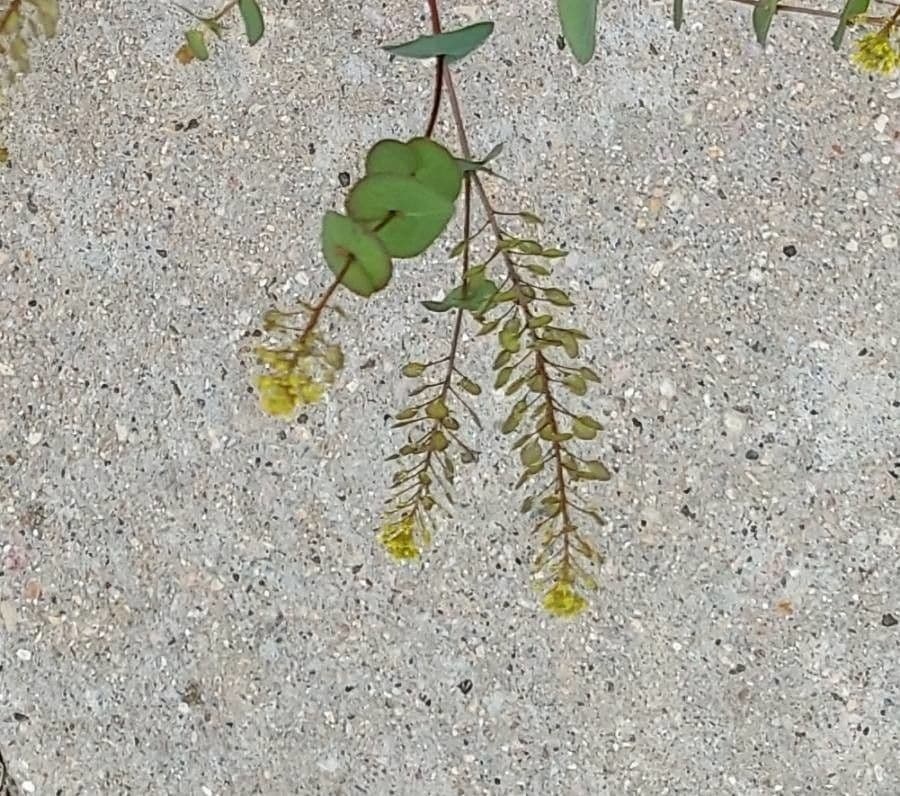 Lepidium perfoliatum 7