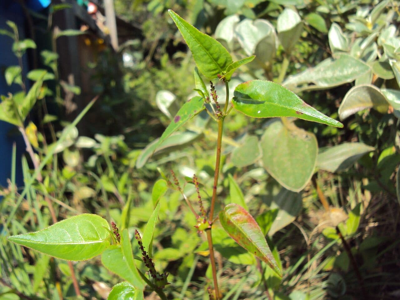 Microstachys corniculata 12