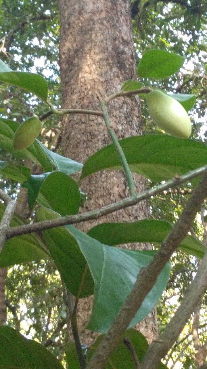 Gnetum gnemon 23