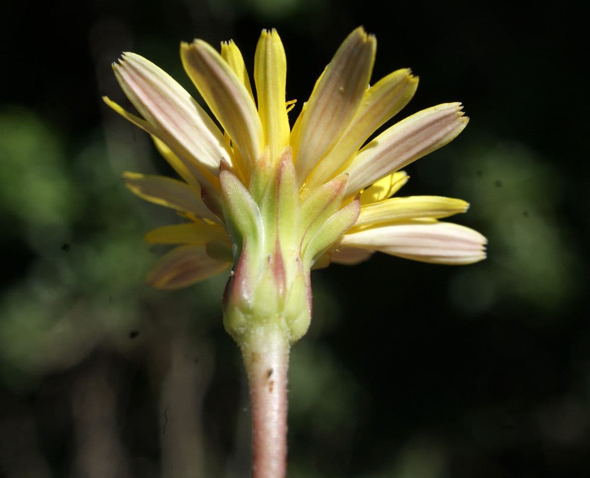 Reichardia 4