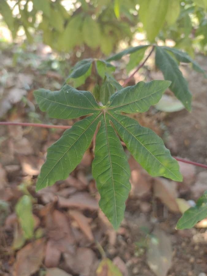 Manihot aesculifolia 10
