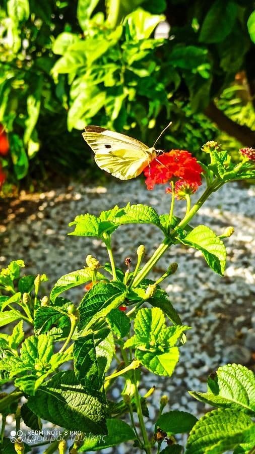 Lantana horrida 6