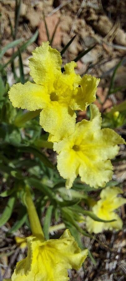 Lithospermum incisum