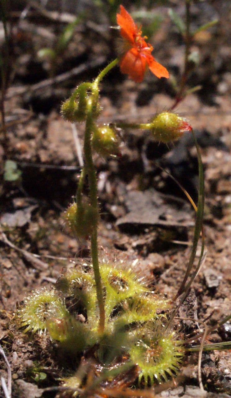 Drosera glanduligera 7