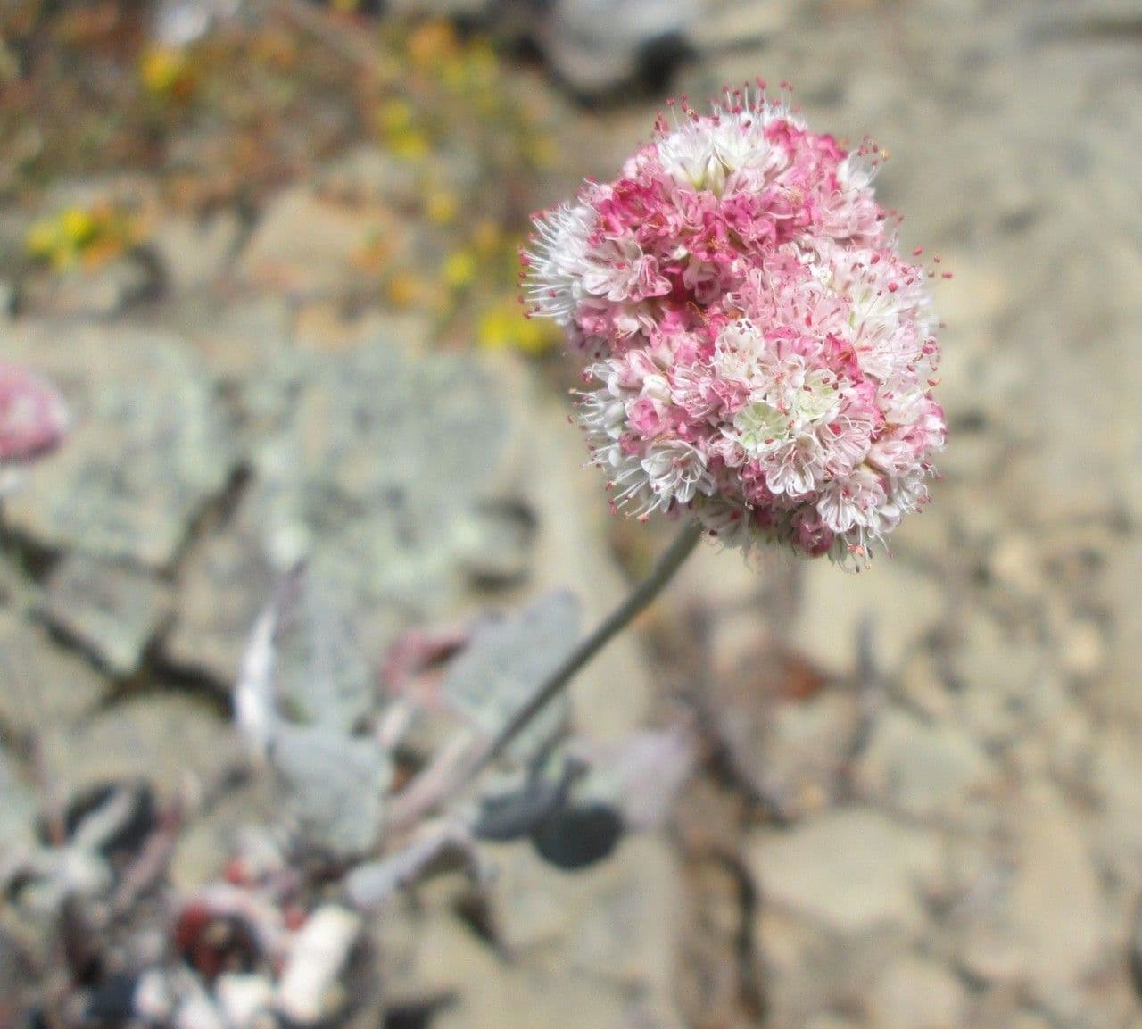 Eriogonum 3