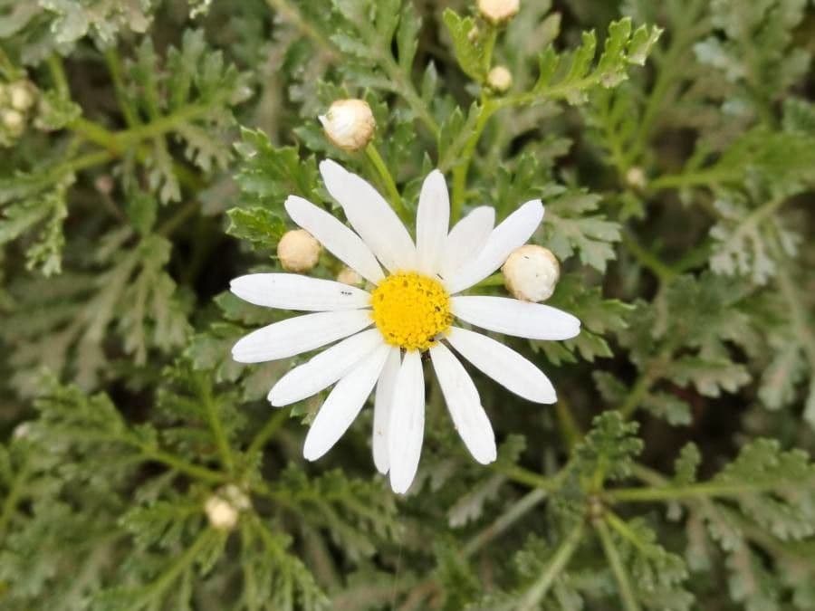 Argyranthemum 5
