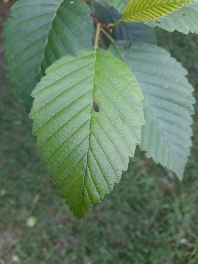 Rotele 11