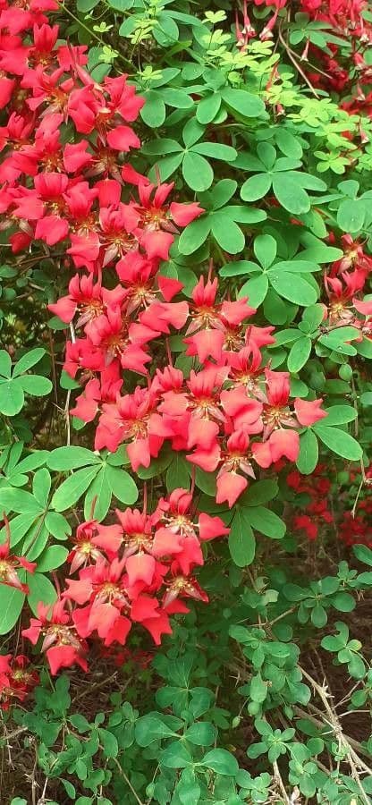 Tropaeolum