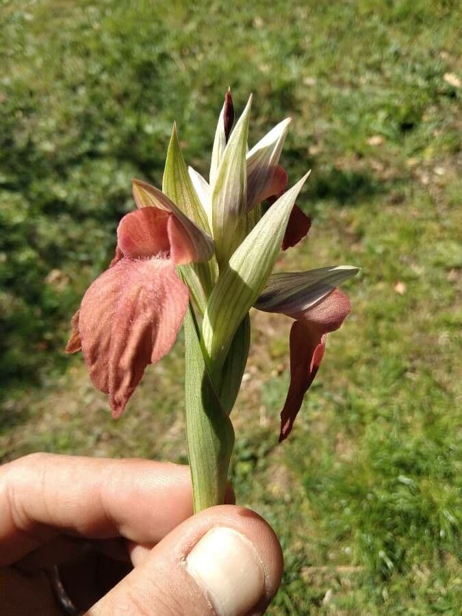 Serapias neglecta 5