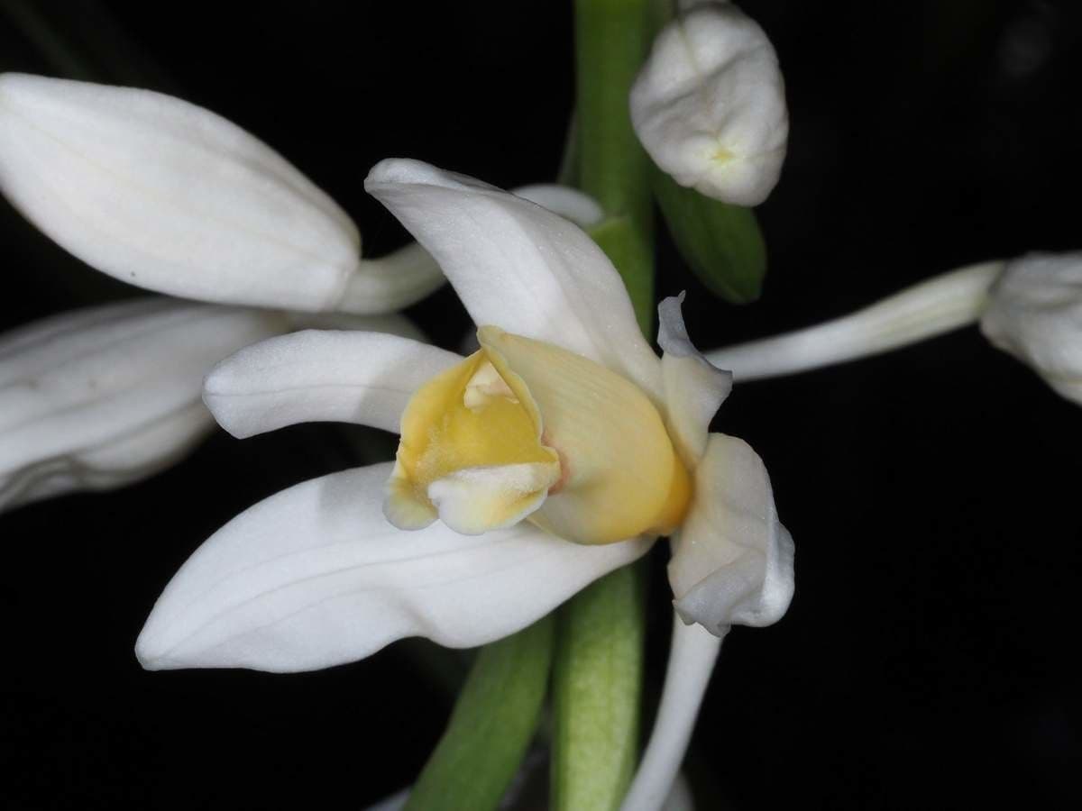 Orchidea 2